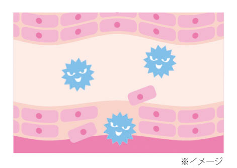 腸管バリア機能のイメージ