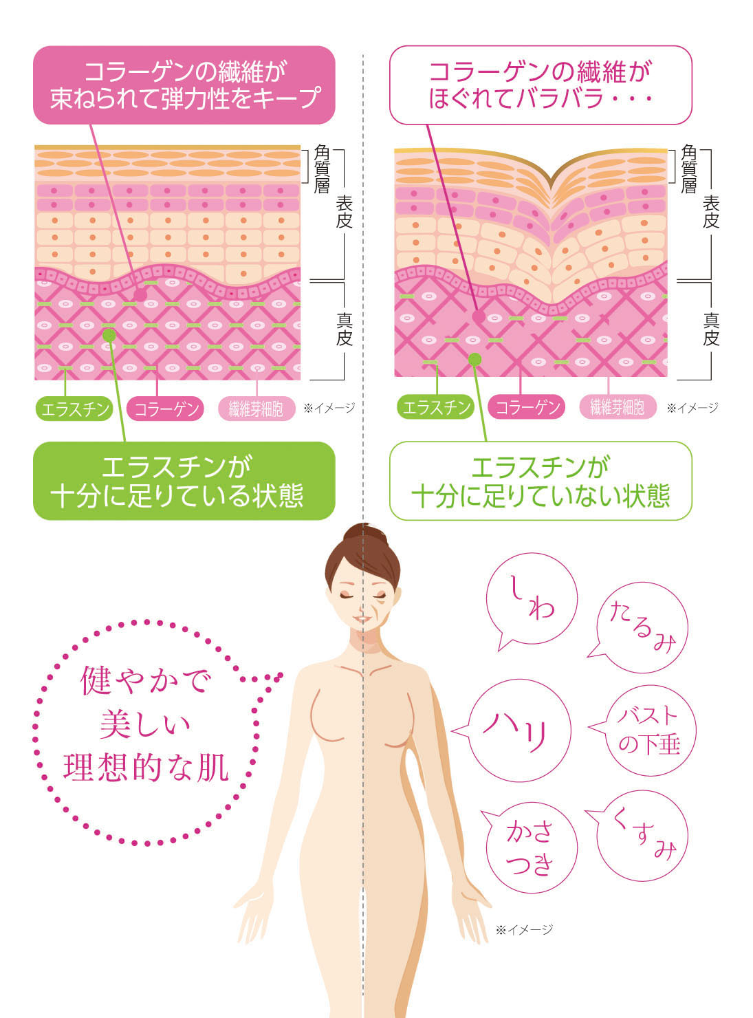 エラスチンの働きイメージ