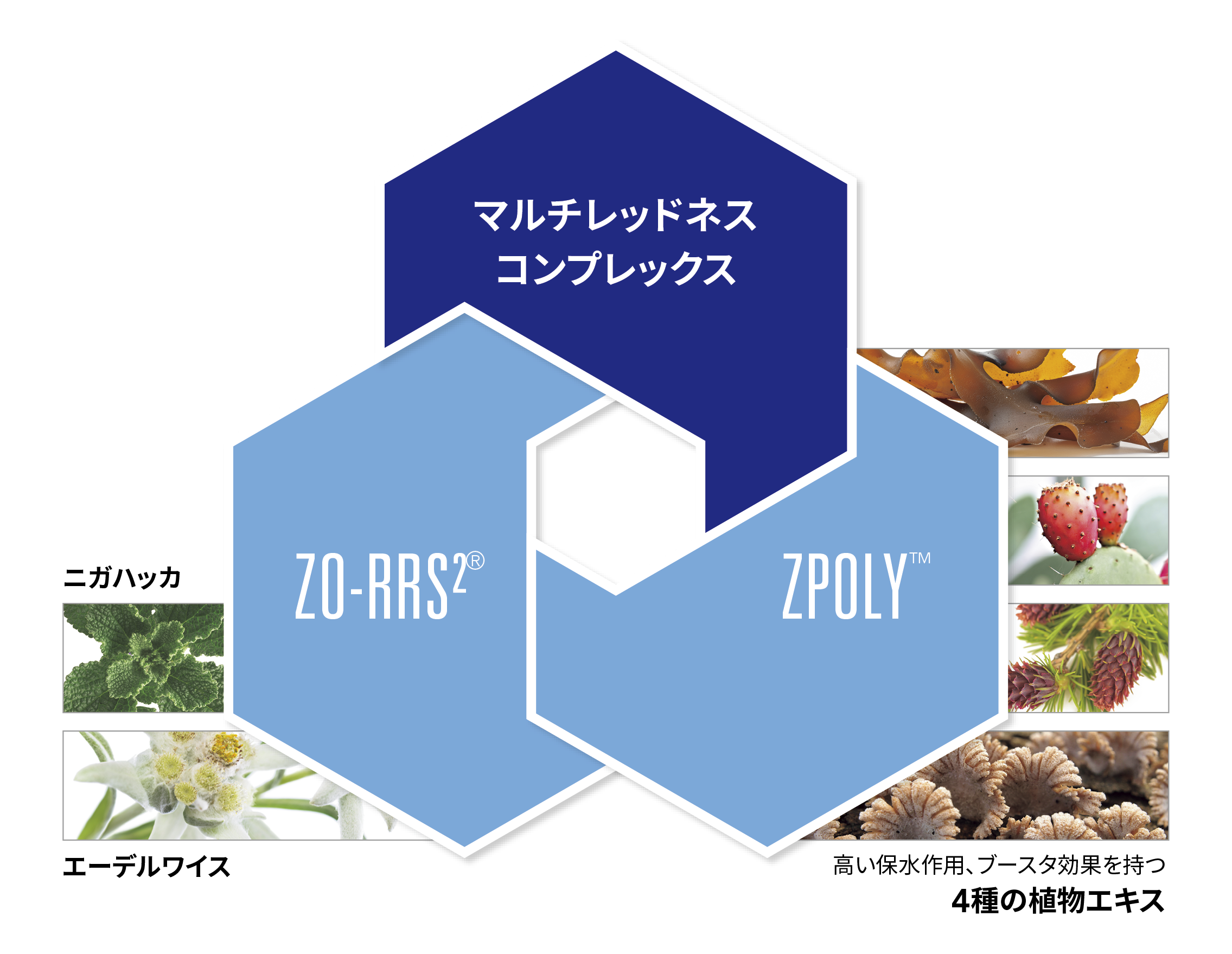 マルチレッドネスコンプレックス